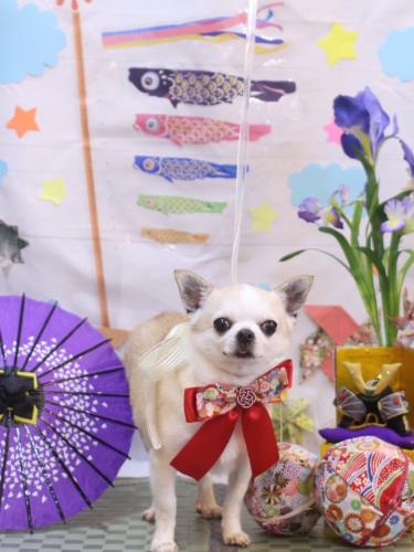 20240504マロンくん